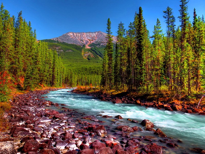 rivers-peaceful-water-trees-mountain-river-stream-stones-nature-creek-calm-summer-dual-wallpaper